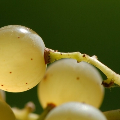 Riesling Beeren 20